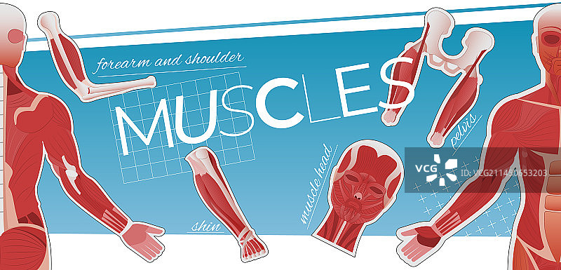 肌肉解剖扁平拼贴图片素材