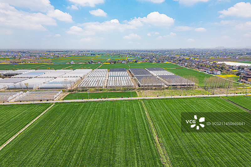 航拍鸟瞰江苏南通乡村振兴高标准农田麦苗油菜丰收在望美景图片素材