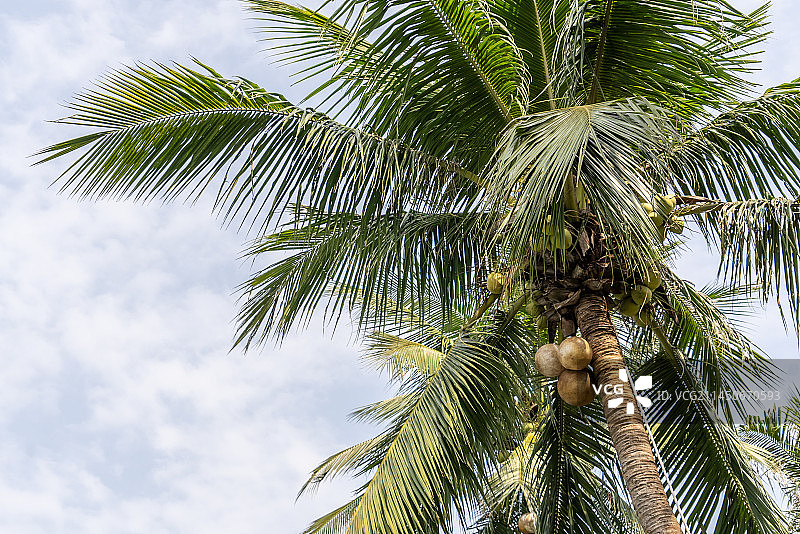 椰子树图片素材