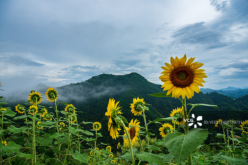 石潭向日葵图片素材