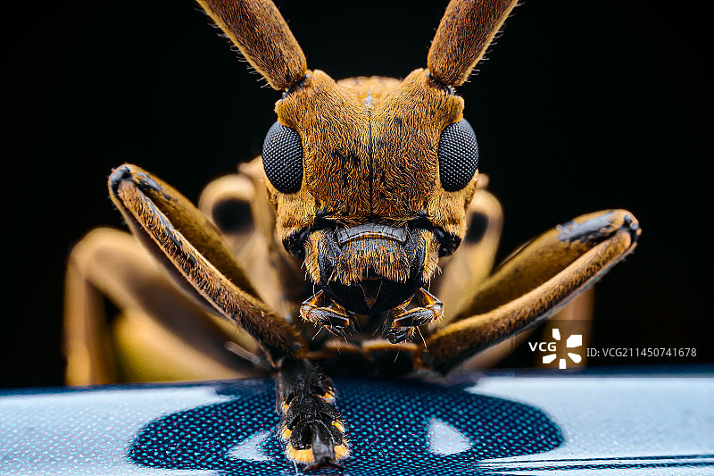 《天牛》图片素材