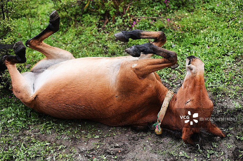 稻城亚丁雪山下惬意打滚的马儿图片素材