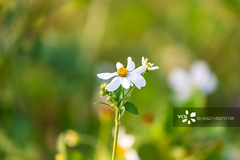 野菊花图片素材