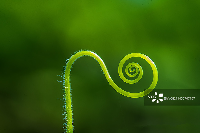 夏日丝瓜自然生长的丝瓜藤towel gourd图片素材