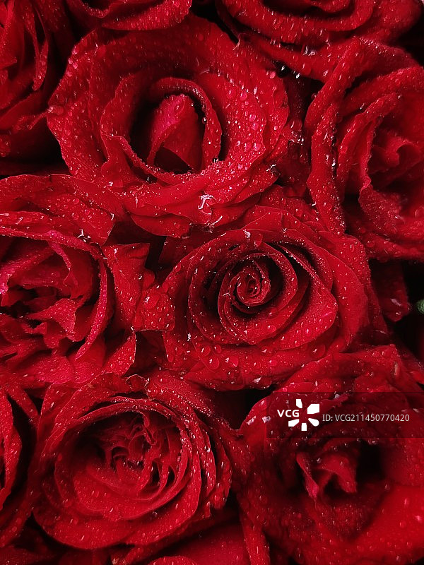 七夕玫瑰图片素材