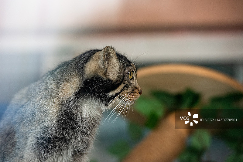 青海省西宁市青藏高原野生动物园救助的兔狲图片素材