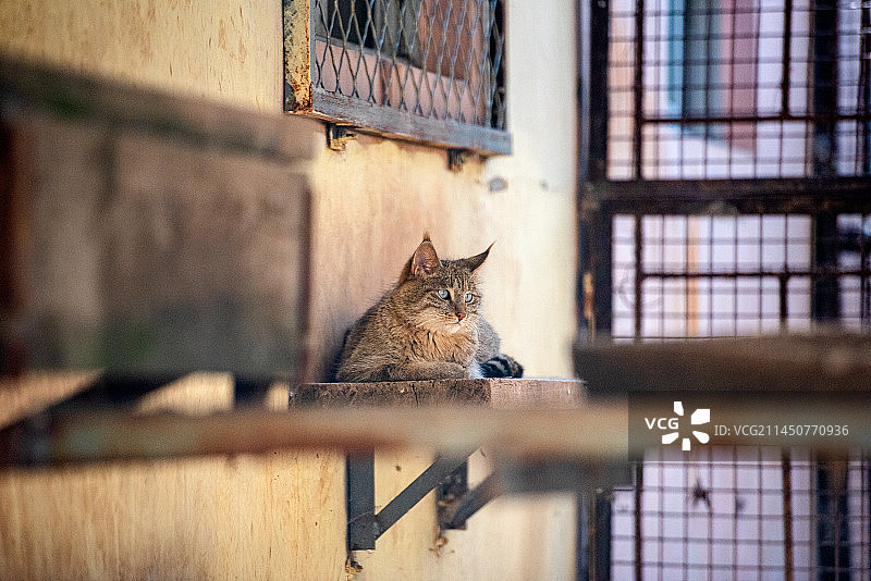 青海省西宁市青藏高原野生动物园的沙漠猫图片素材