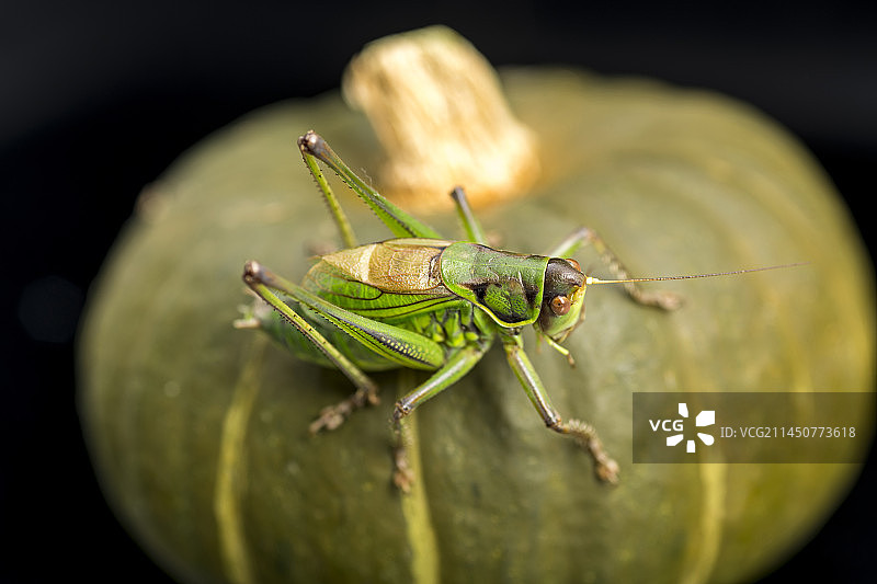 螽斯科大型鸣虫昆虫蝈蝈特写图片素材