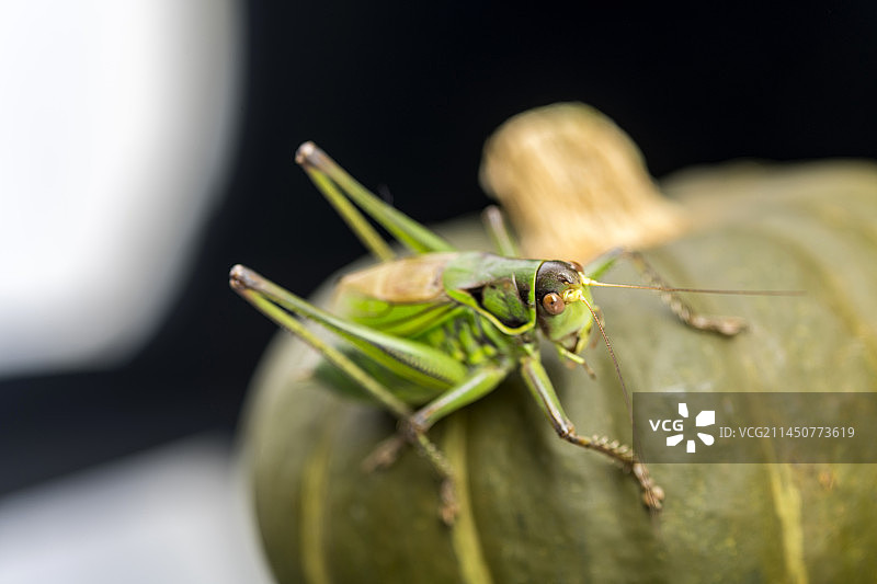 螽斯科大型鸣虫昆虫蝈蝈特写图片素材