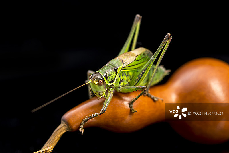 螽斯科大型鸣虫昆虫蝈蝈特写图片素材