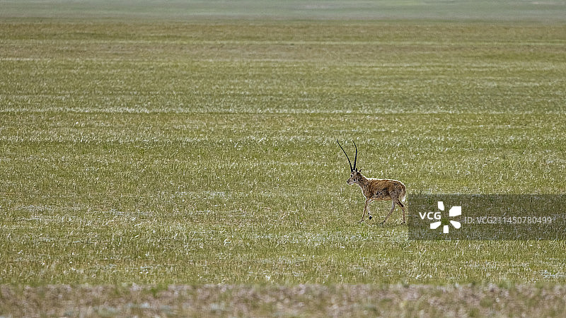 高原精灵--藏羚羊20230722图片素材