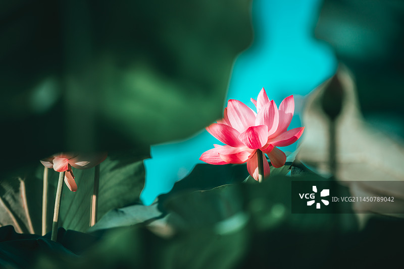 一帘幽梦荷花图片素材