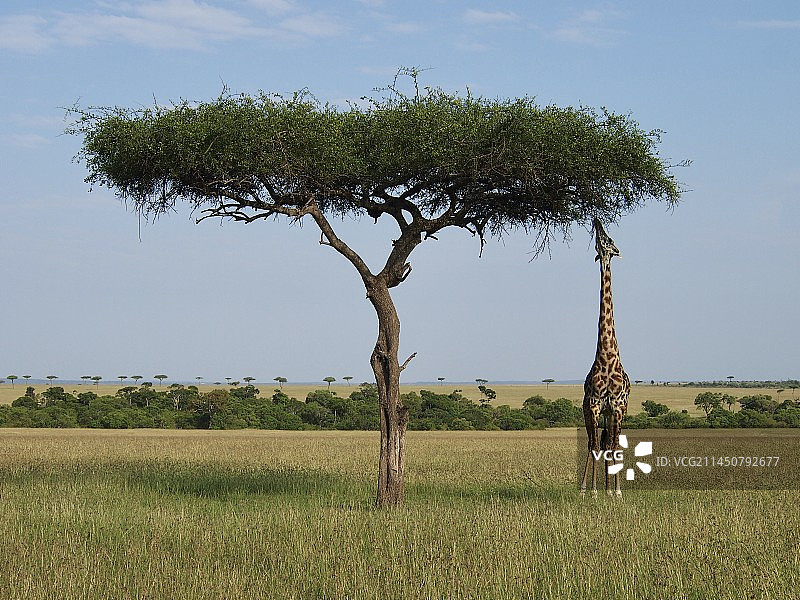 田野上的树木顶着天空 肯尼亚 长颈鹿图片素材