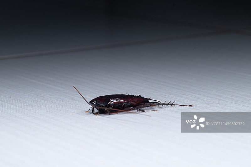 大蟑螂图片素材