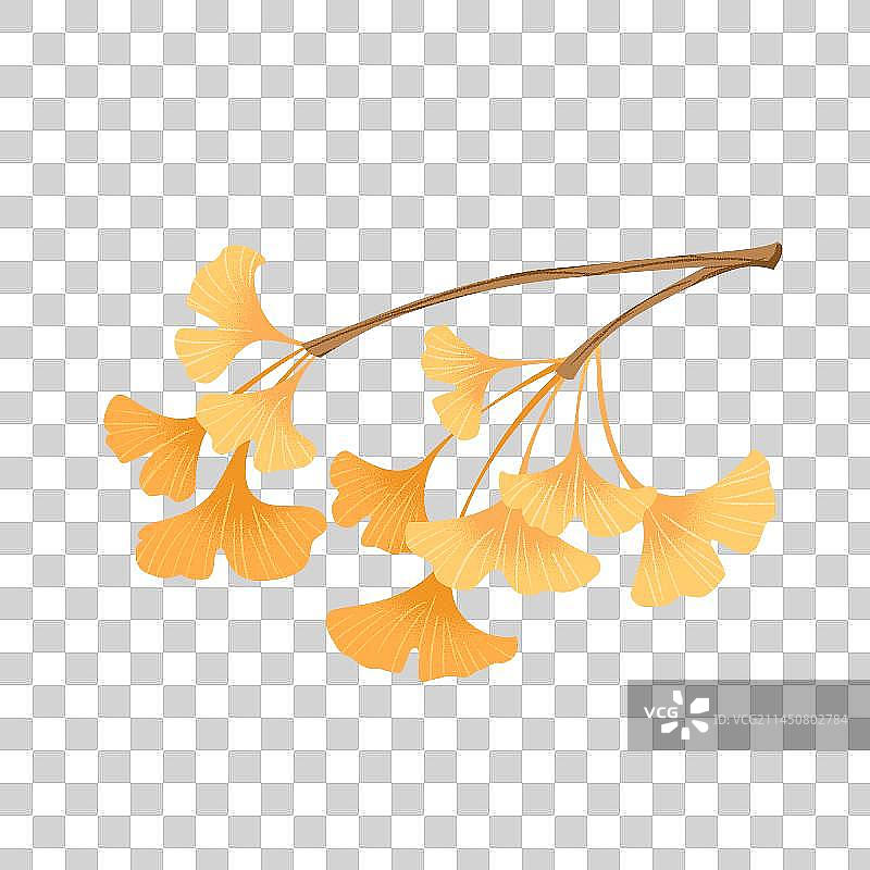 秋季银杏叶素材图片素材