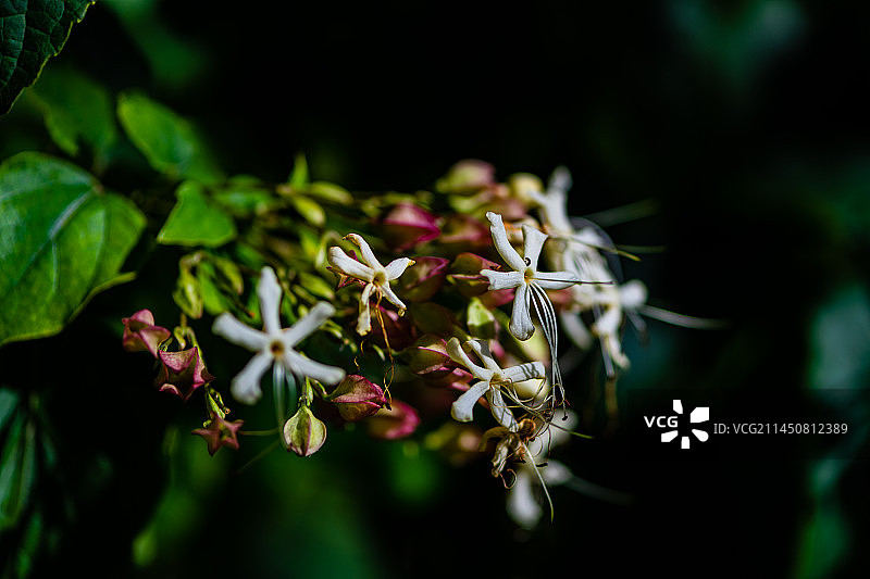 国家植物园-107-海州常山图片素材