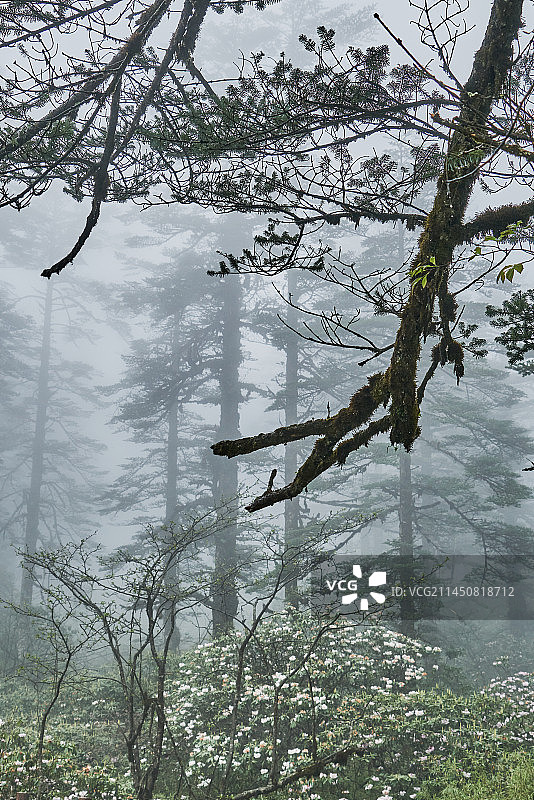 深林迷雾图片素材