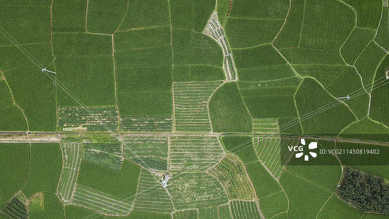 航拍稻田图片素材