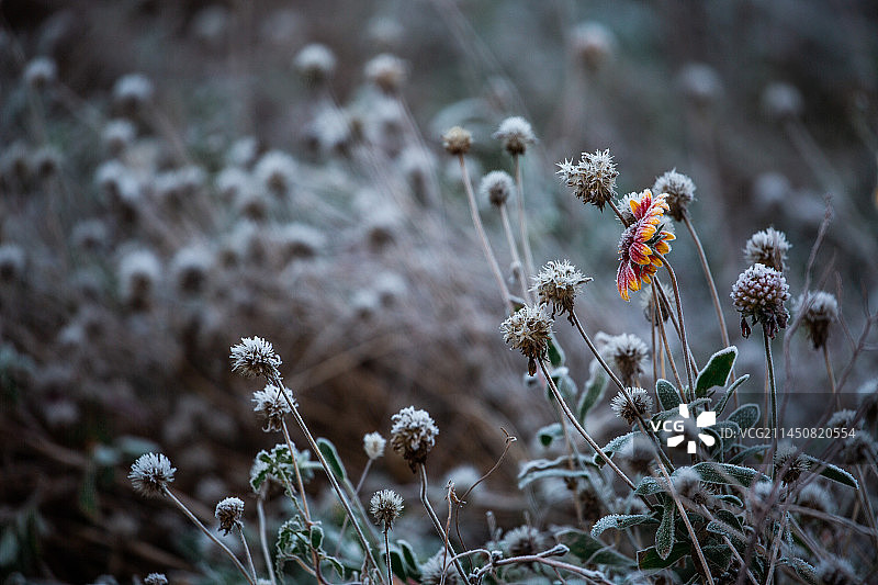 秋天，冬天，严寒中冰霜冷冻中的天人菊图片素材