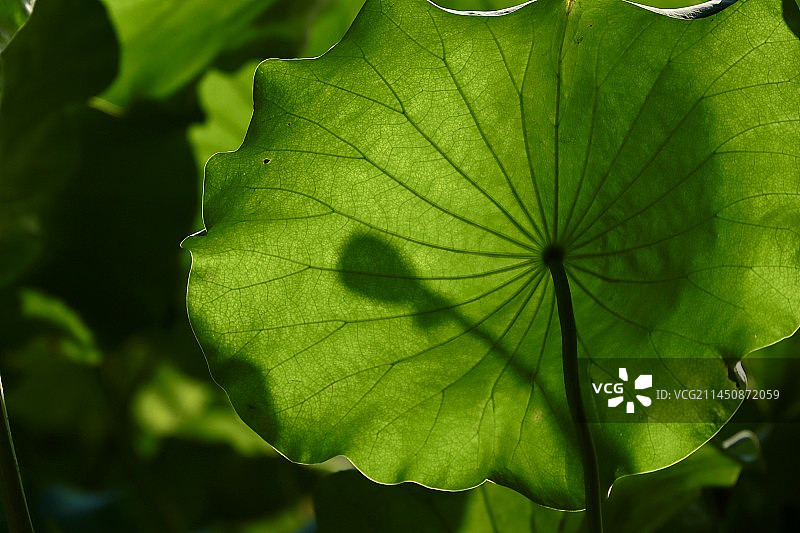 光影荷韵图片素材