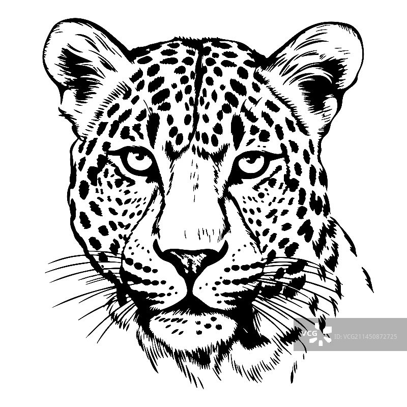 美丽的手绘豹头素描图片素材
