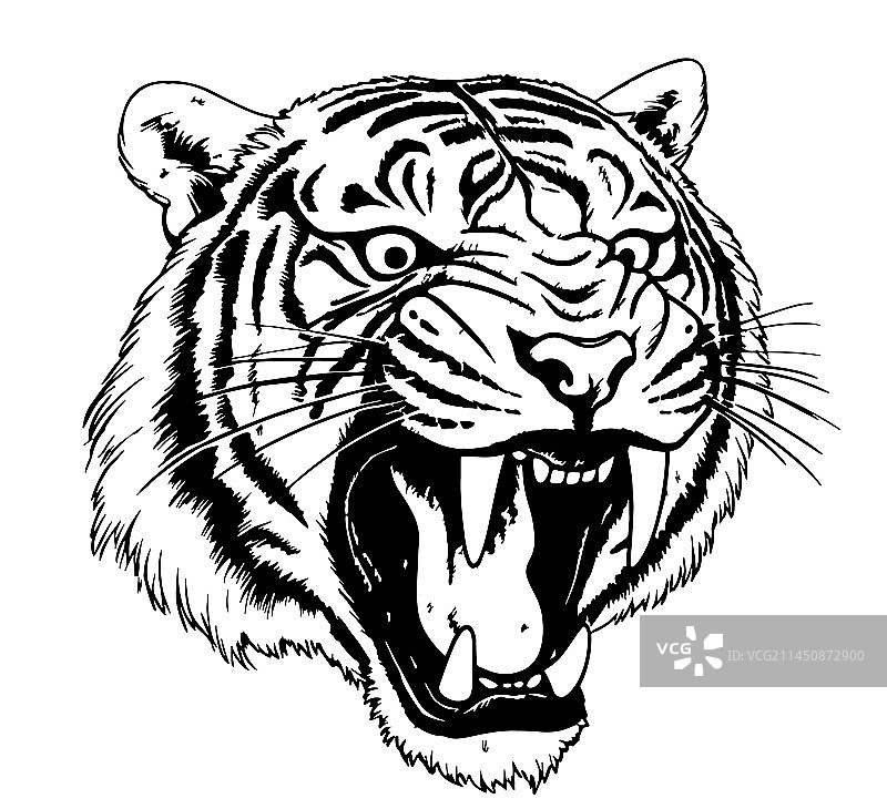 咆哮的老虎手绘草图图片素材