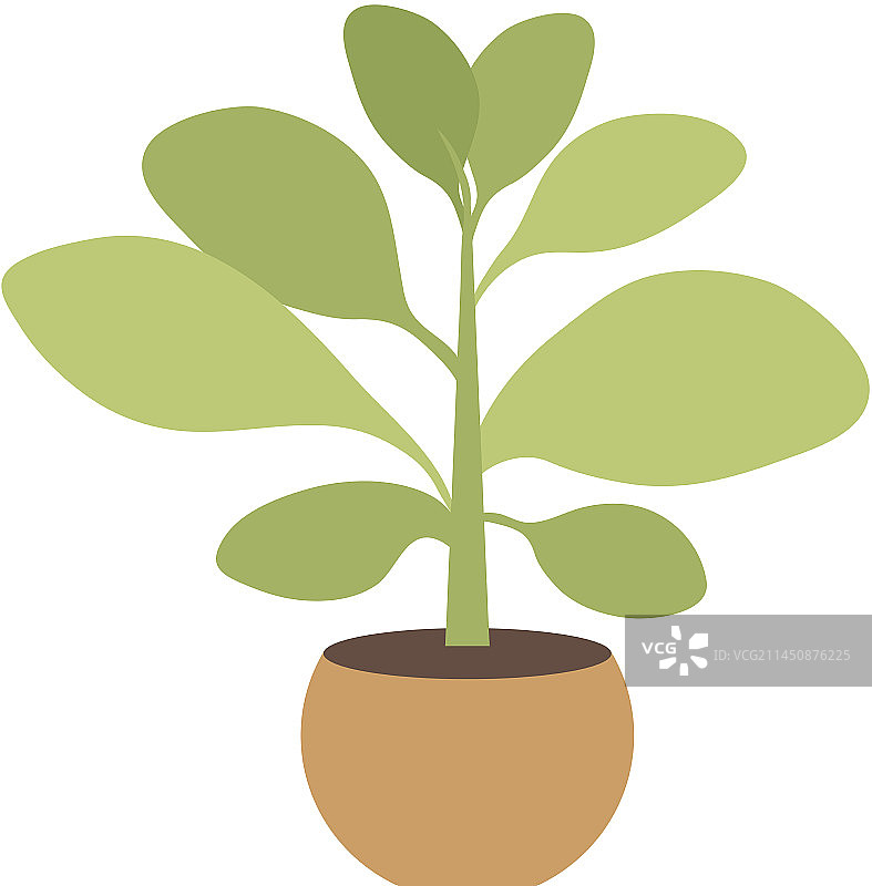 盆栽家庭或办公室植物图片素材