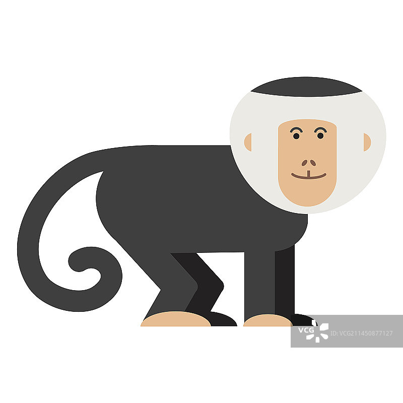 卷尾猴图片素材