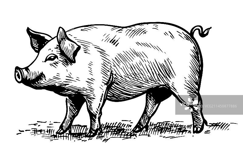 图形风格的肥胖小猪，农场动物图片素材