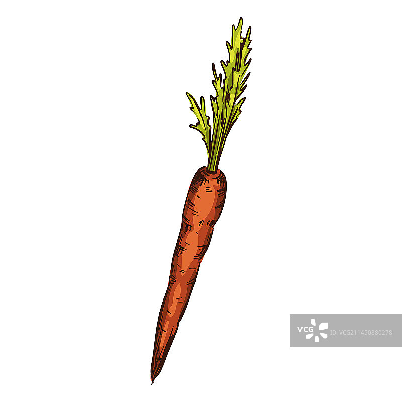 胡萝卜图片素材