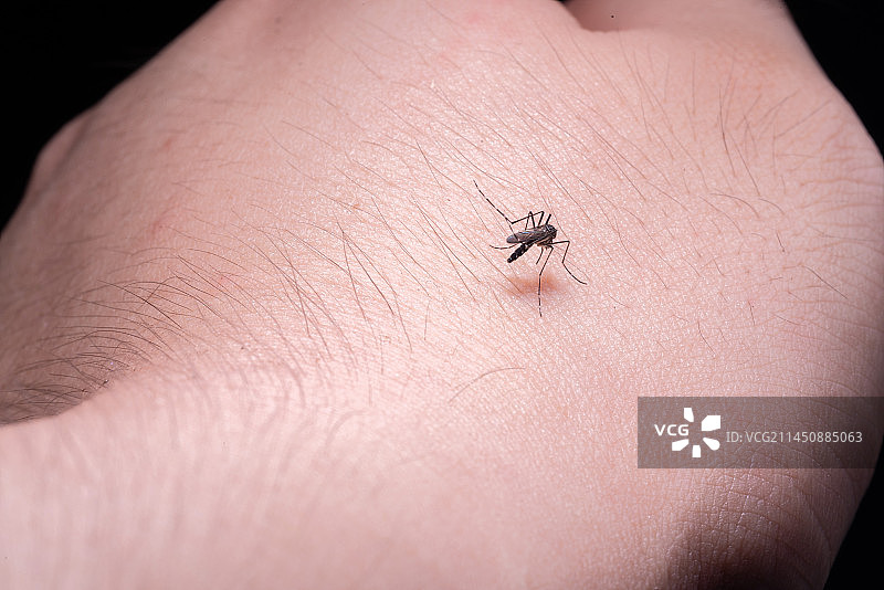 正在吸血蚊子图片素材