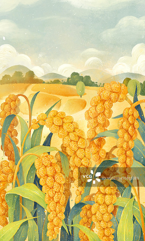 秋分节气插画丰收的稻米小米成熟无人图片素材