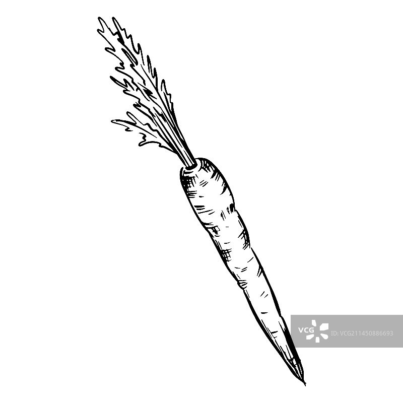 手绘胡萝卜图片素材