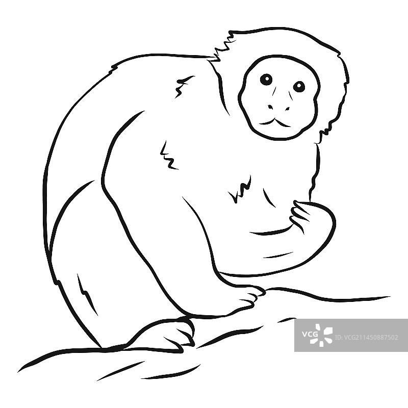 卷尾猴腿部素描图片素材