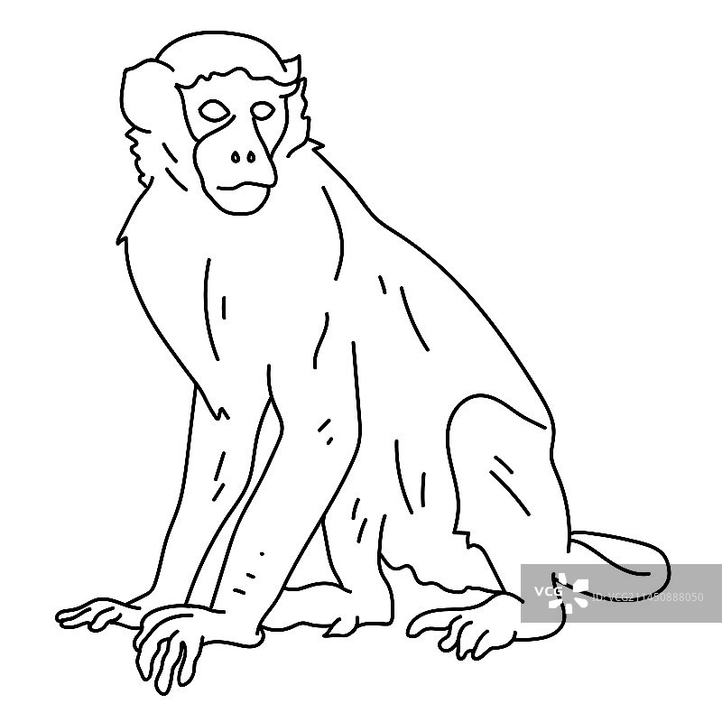 卷尾猴线条图片素材