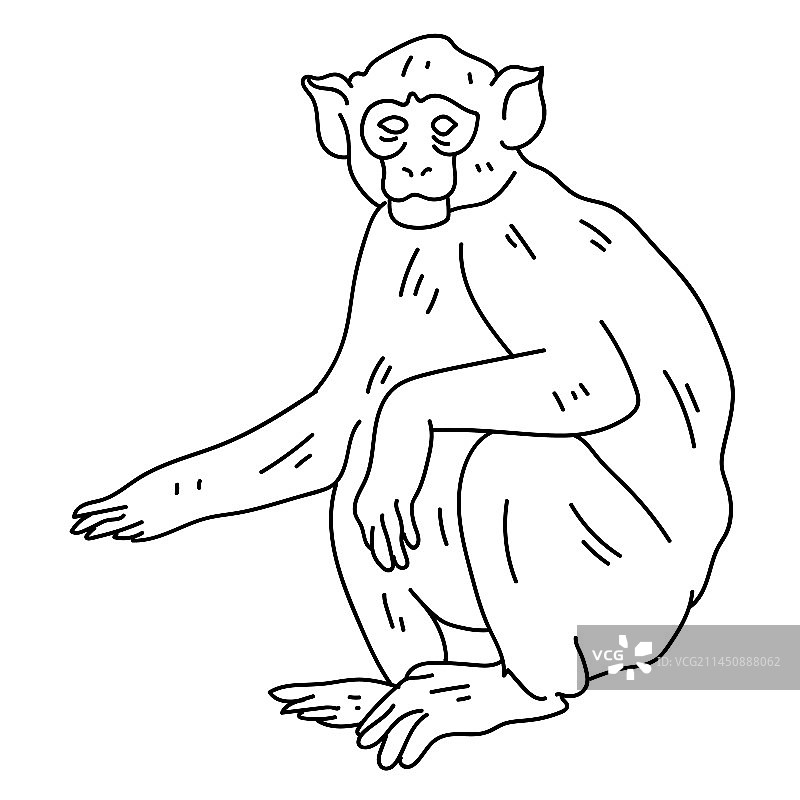 坐着的卷尾猴线条素材图片素材
