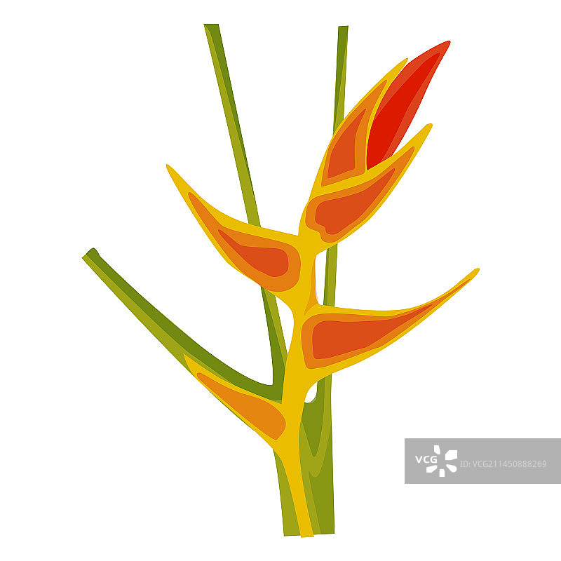 美人蕉花茎芽花瓣扁平设计图片素材