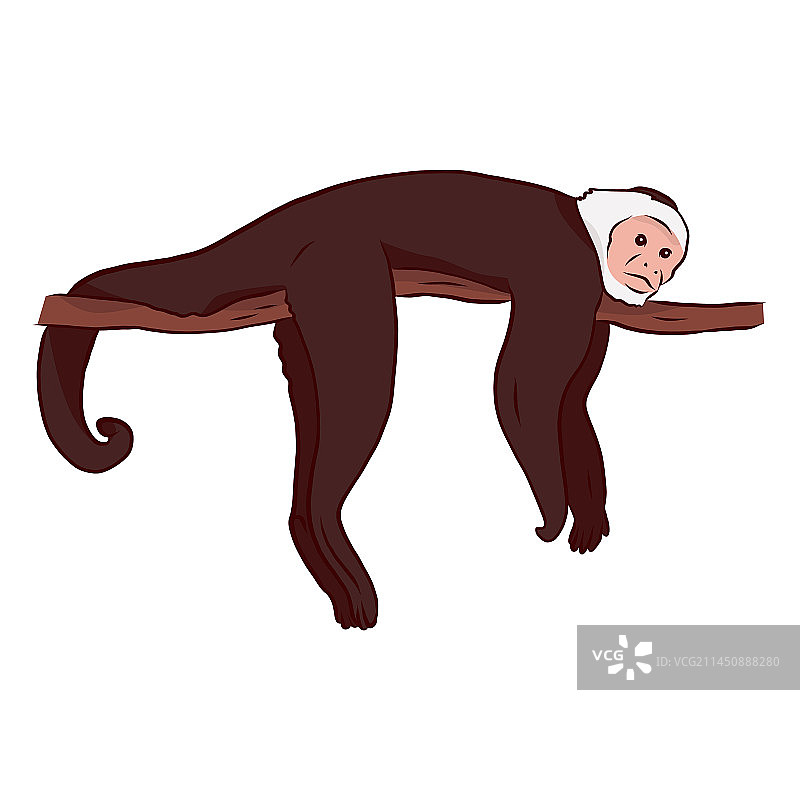 卷尾猴腿和尾巴图片素材