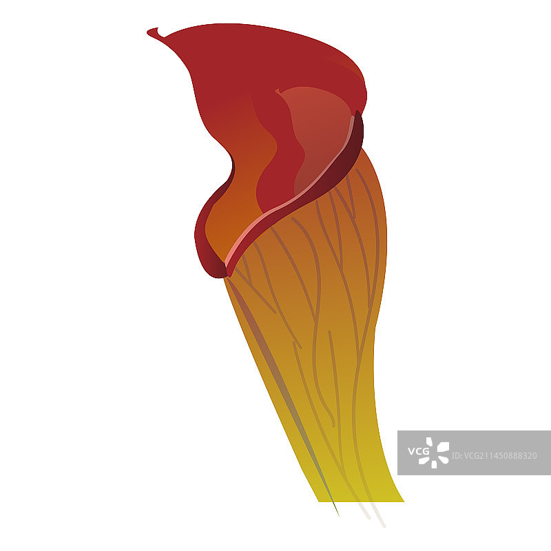 食肉性茅膏菜瓶子草图片素材