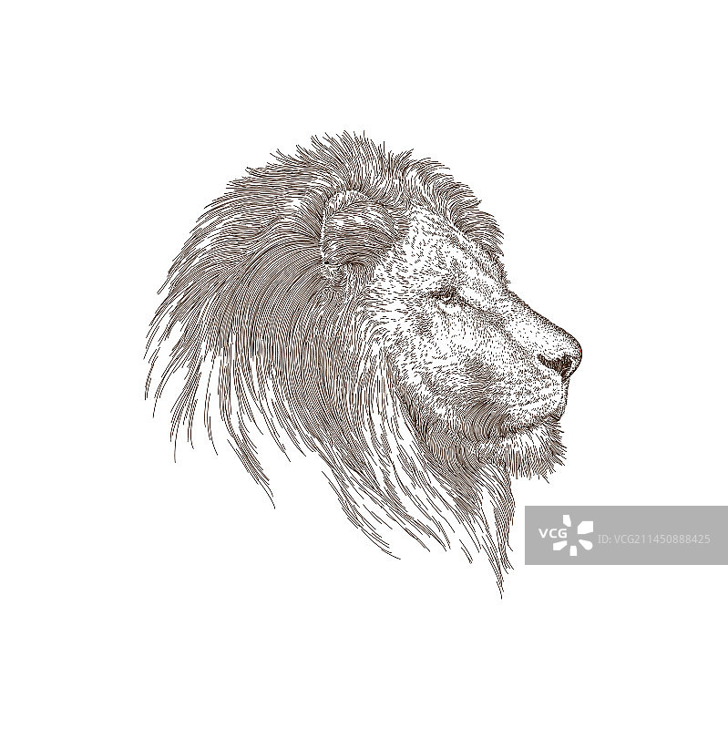 狮子头图片素材