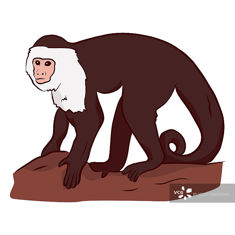 卷尾猴的腿和尾巴图片素材