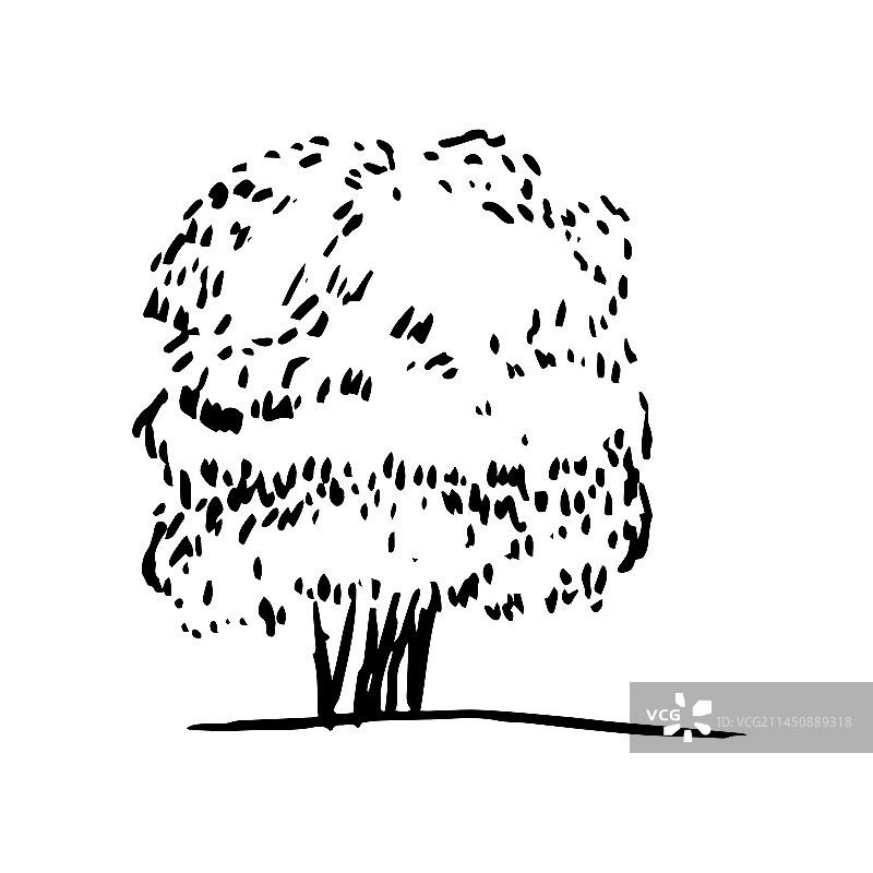 简单树木素描图片素材