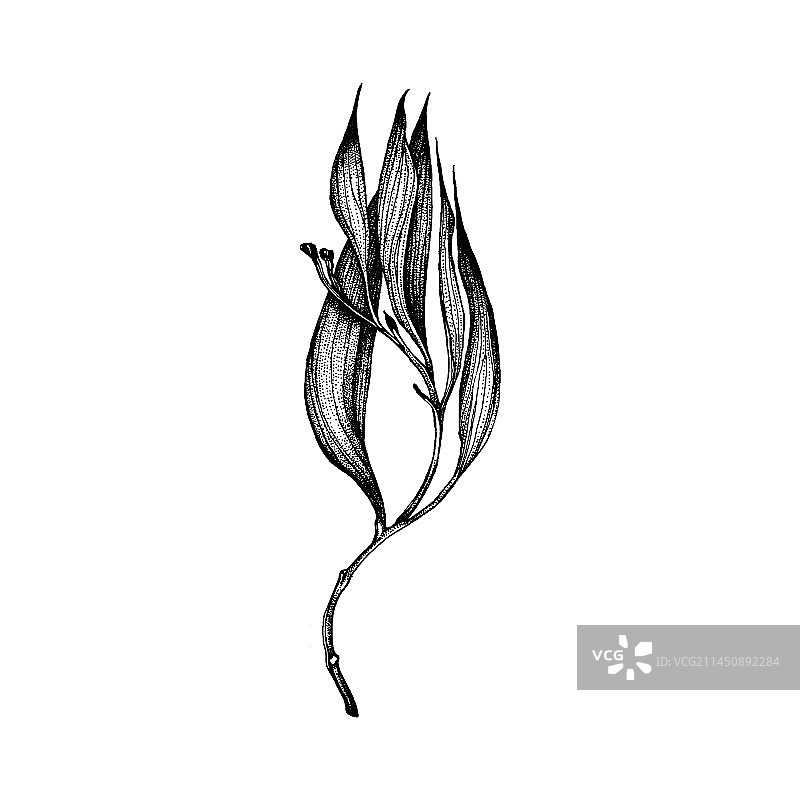 手绘植物元素花卉图片素材