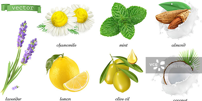 药用植物与香料：甘菊薄荷图片素材