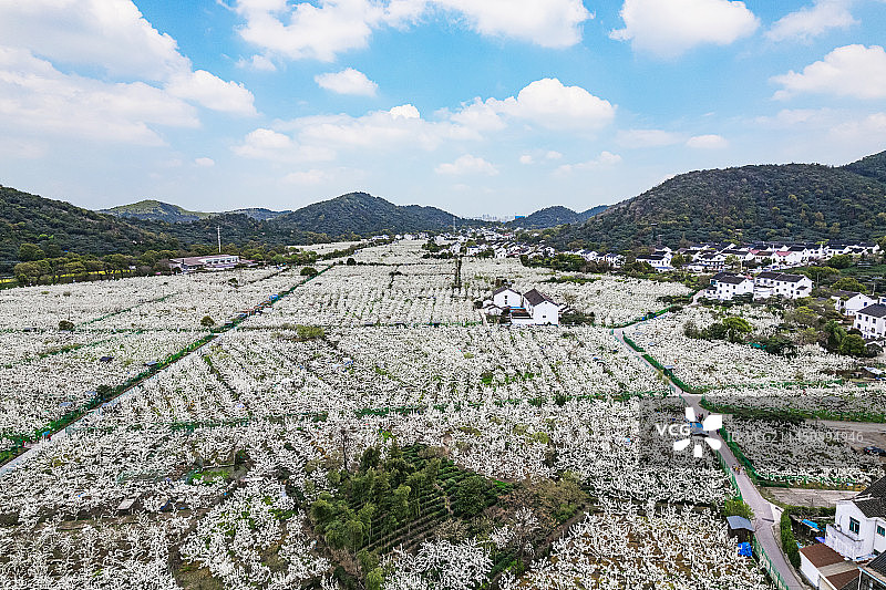 航拍苏州树山村翠冠梨果园梨花盛开美景图片素材