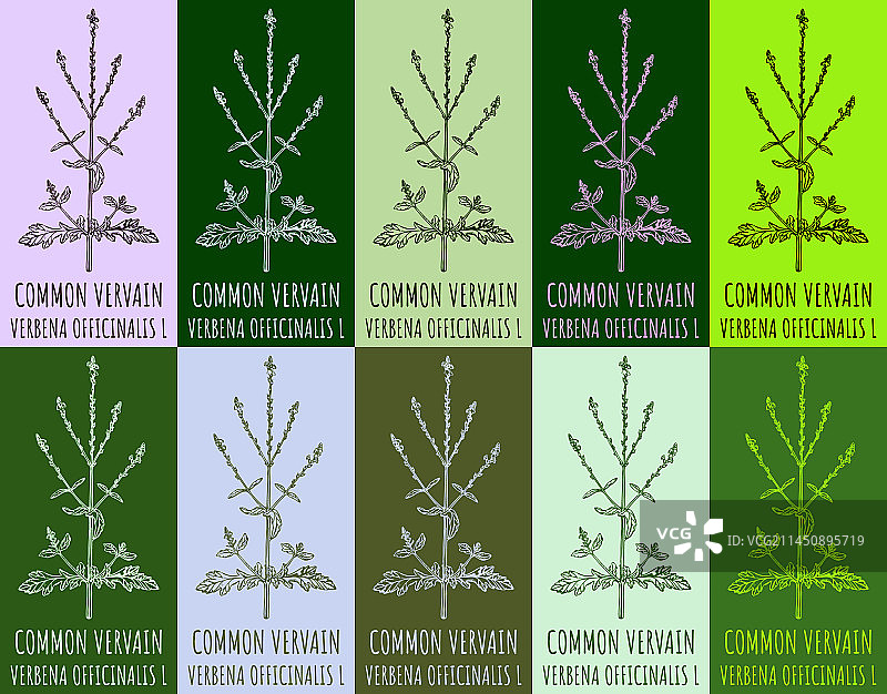 各种马鞭草绘画素材图片素材