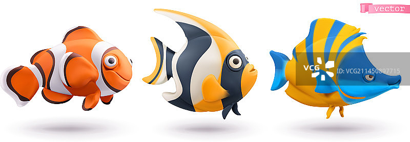 有趣的熱帶魚：小丑魚和天使魚图片素材