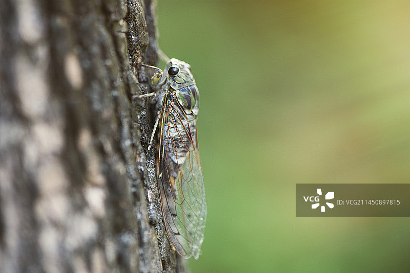树上的知了蛁蟟寒蝉图片素材