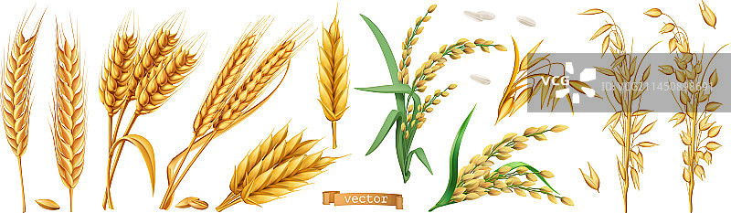 小麦大麦燕麦水稻3D写实素材图片素材