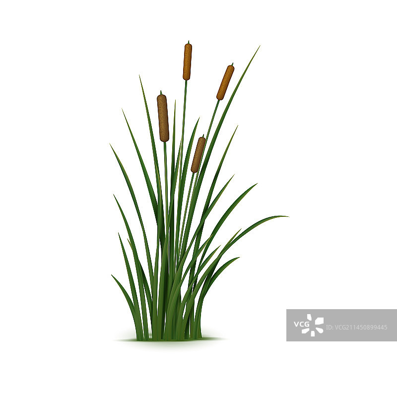 逼真的芦苇和草3D模型图片素材
